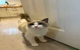 Ragdoll cats for sale: Tuxedo Ragdoll mix kittens - Image 9