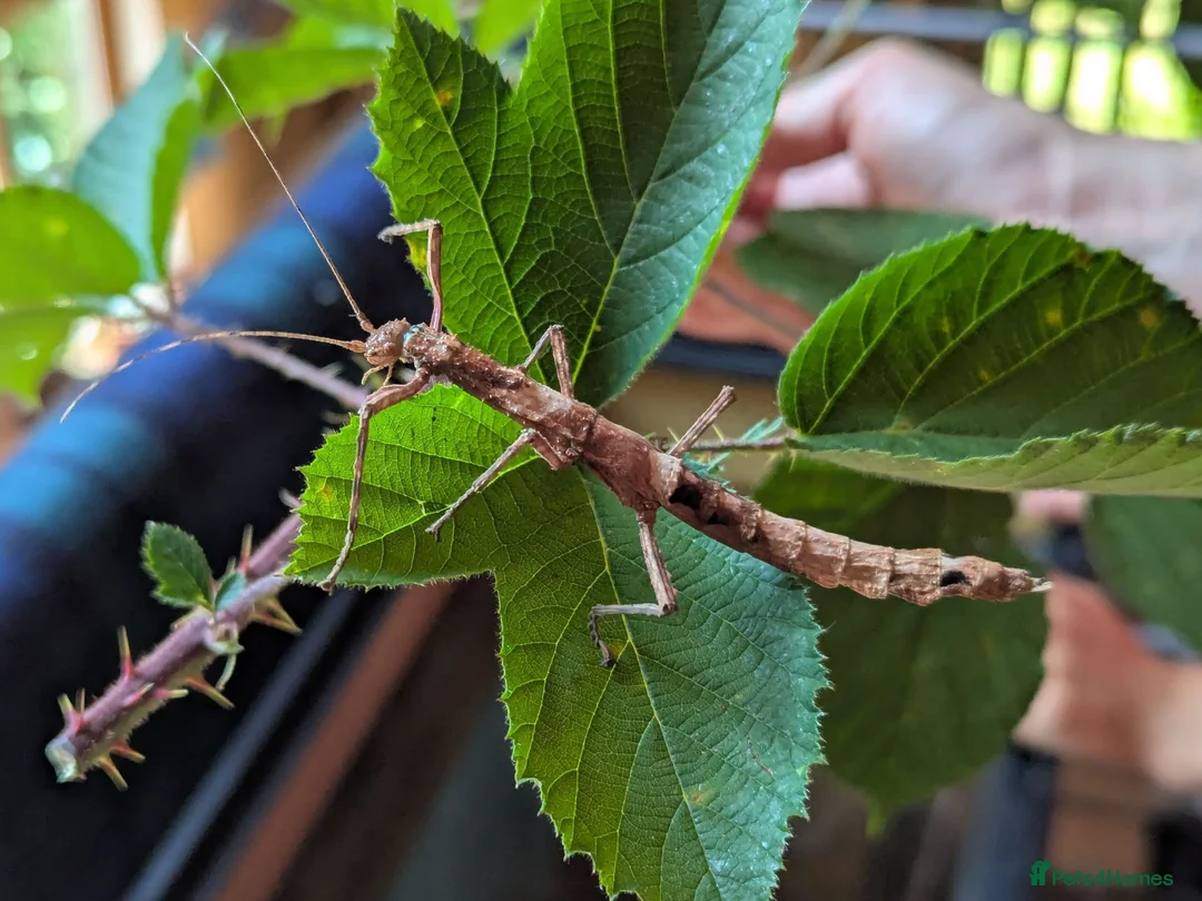 Stick Insects invertebrates for sale: 🐜 Meet our stick insects! 🌿 - Advert 2