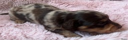 Miniature Dachshund dogs for sale: Long hair tiny kc reg dachshund babies  - Advert 4