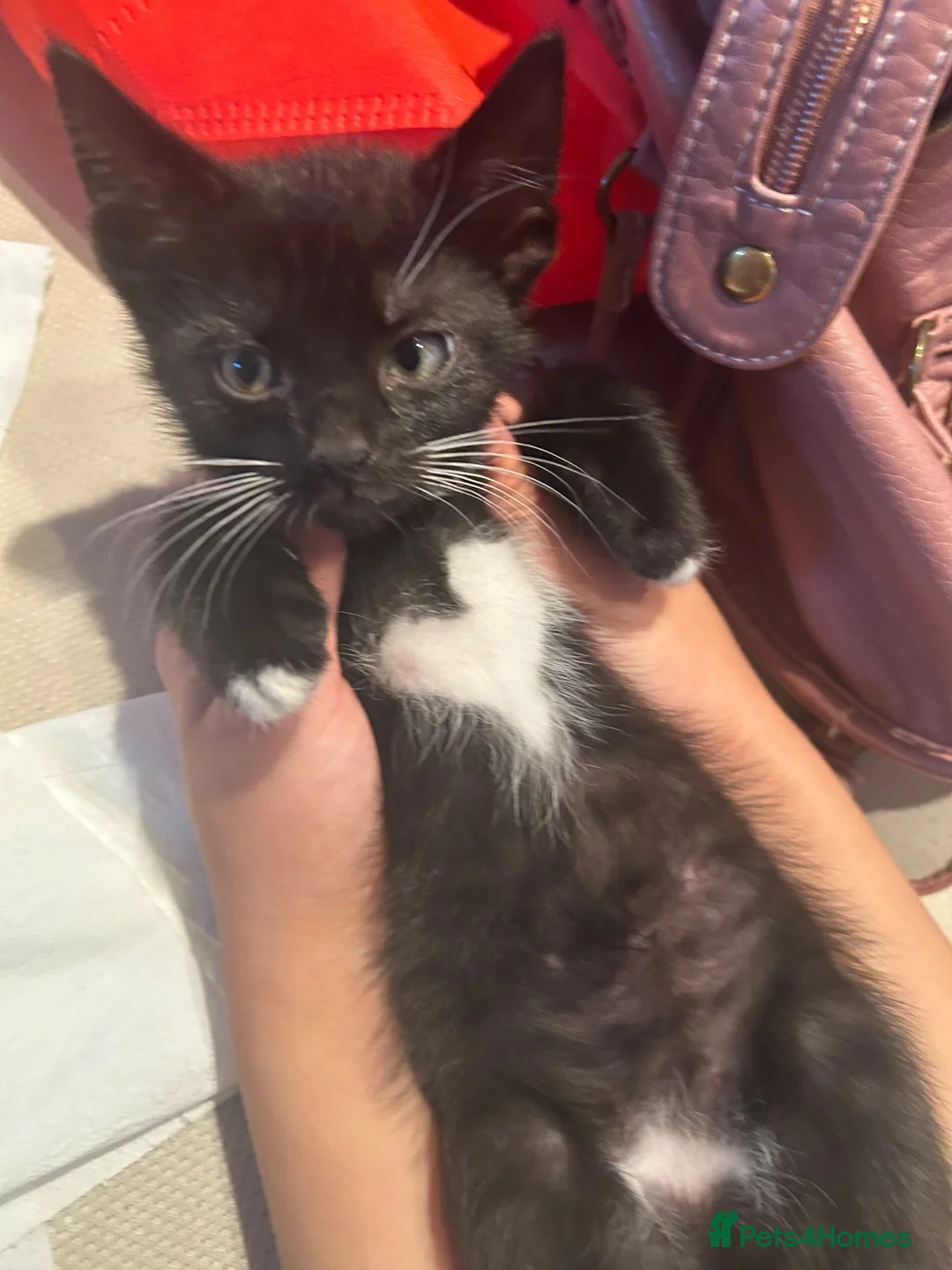 Mixed Breed cats for sale: URGENT sales of two kittens - Advert 10