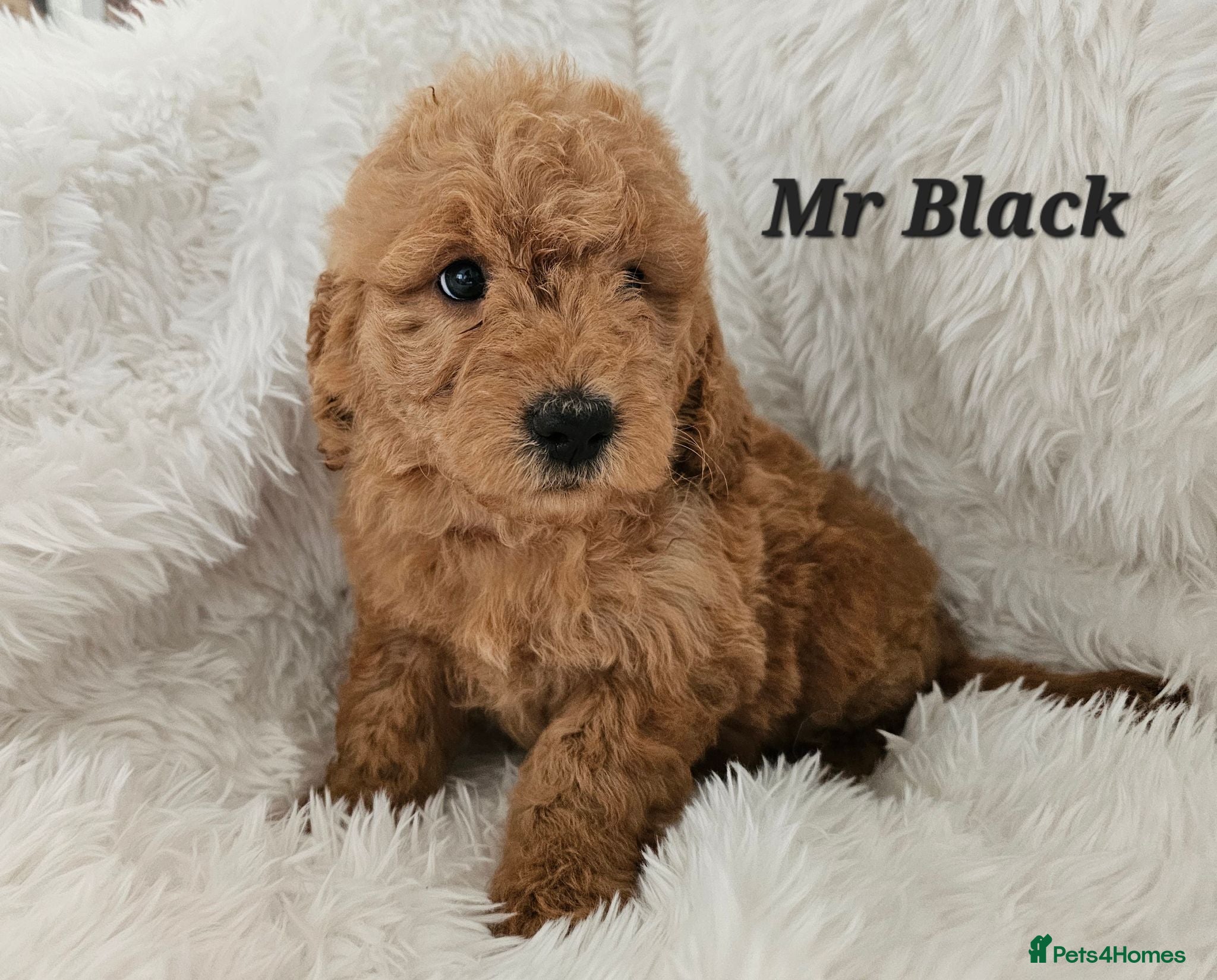 Mini Goldendoodle dogs Goldendoodle F1b  - Advert 1
