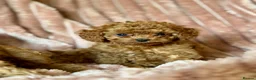 Cavapoo dogs for sale: Adorable teddy bear toy cavapoo  - Advert 24