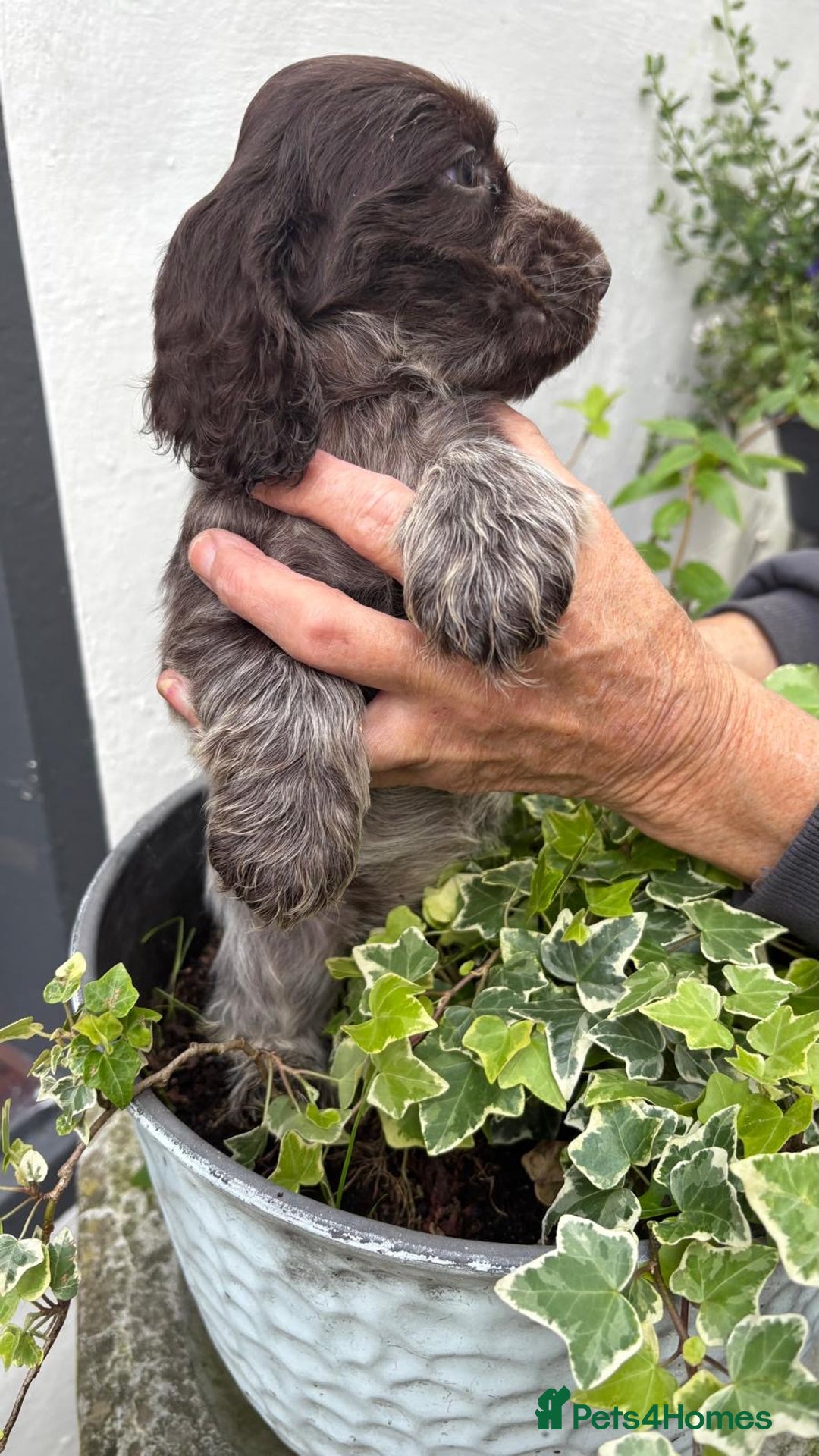 Cocker Spaniel dogs for sale: Show cocker spaniels  - Image 28