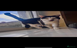 Mixed Breed cats for sale:  Mixed breed Tom cat - Image 2
