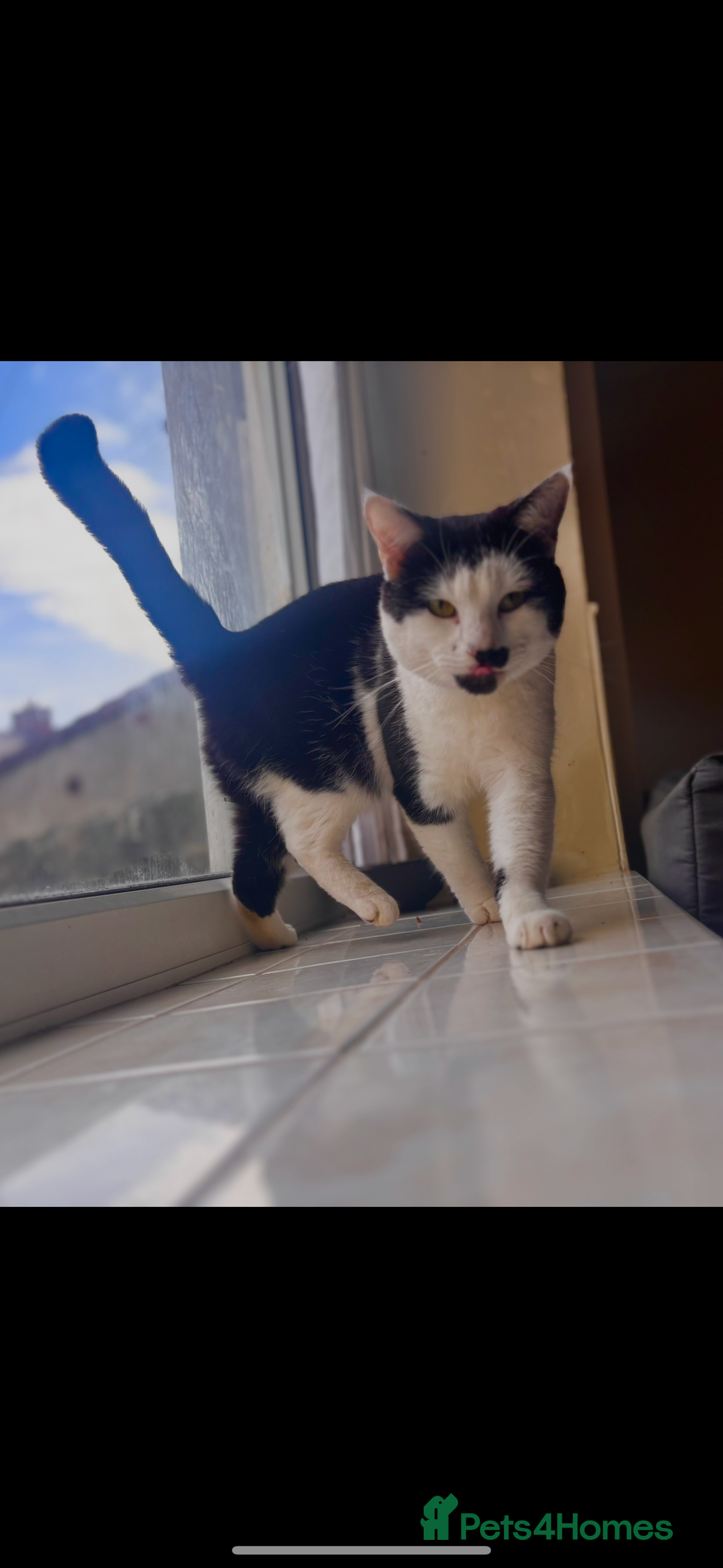 Mixed Breed cats for sale:  Mixed breed Tom cat - Image 2
