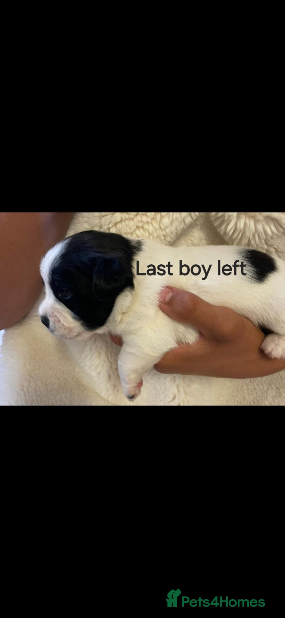 Jack Russell dogs 3 boy Jack russel pups - Advert 1