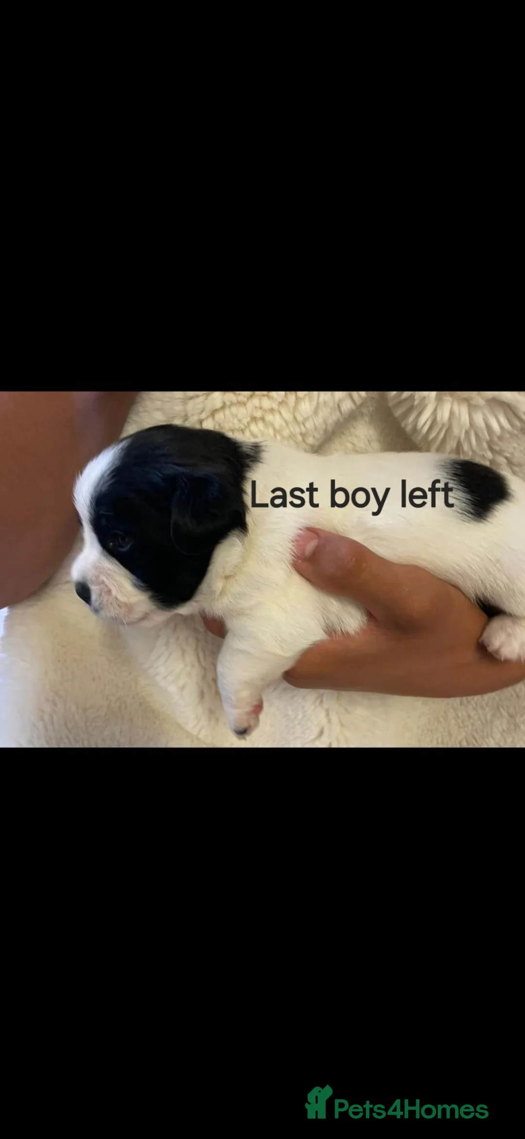 Jack Russell dogs for sale: 3 boy Jack russel pups - Advert 2