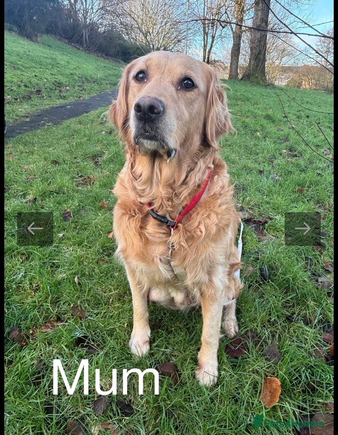 Golden Retriever dogs for sale: KC DNA tested gorgeous golden retriever puppies  - Advert 26