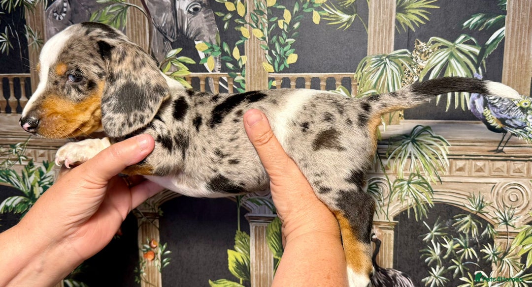 Miniature Dachshund dogs for sale: Stunning Unique Miniature Dachshund Puppies  - Image 12