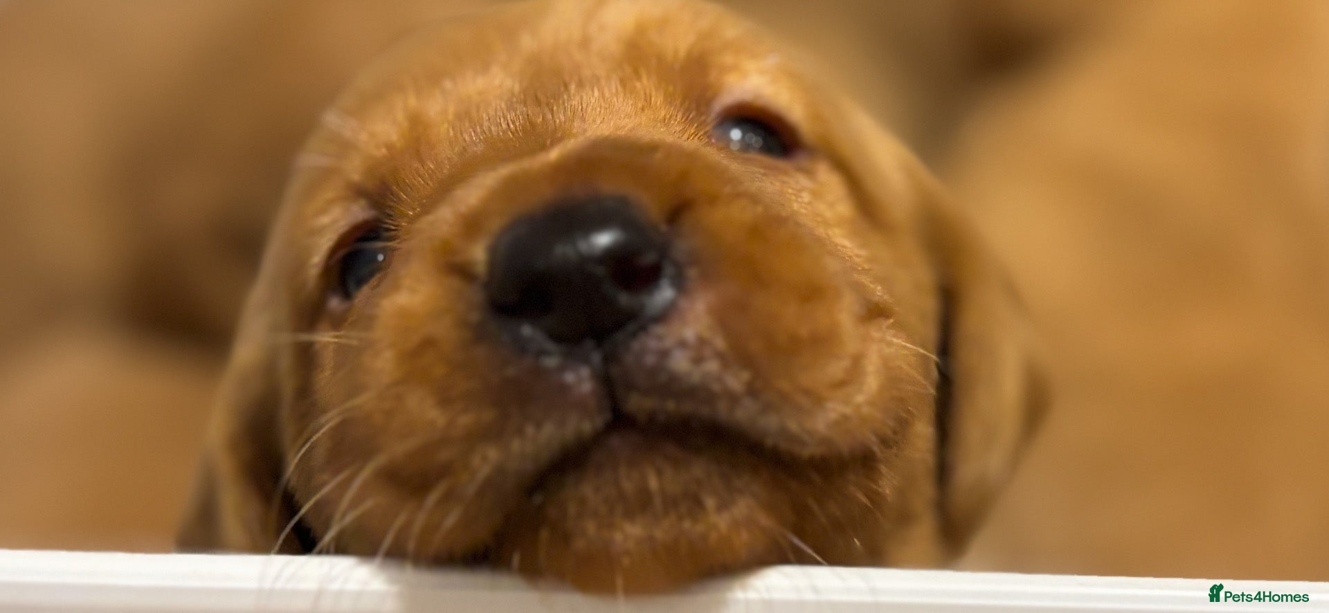 Labrador Retriever dogs for sale: Fox Red Labrador pups - Advert 1