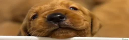 Labrador Retriever dogs for sale: Fox Red Labrador pups - Advert 1