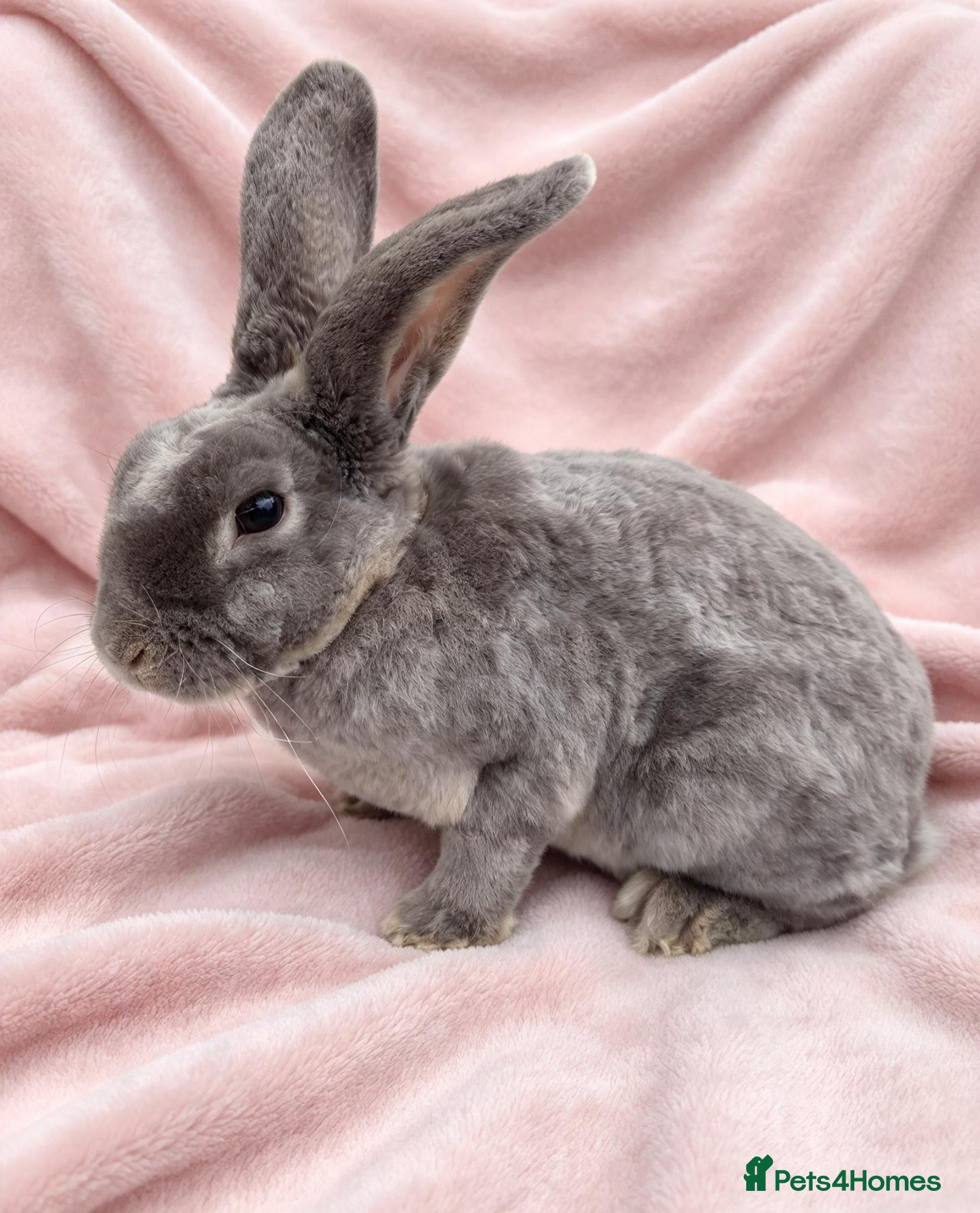 Mixed Breed rabbits Young plush lop x mini rex doe - Advert 12