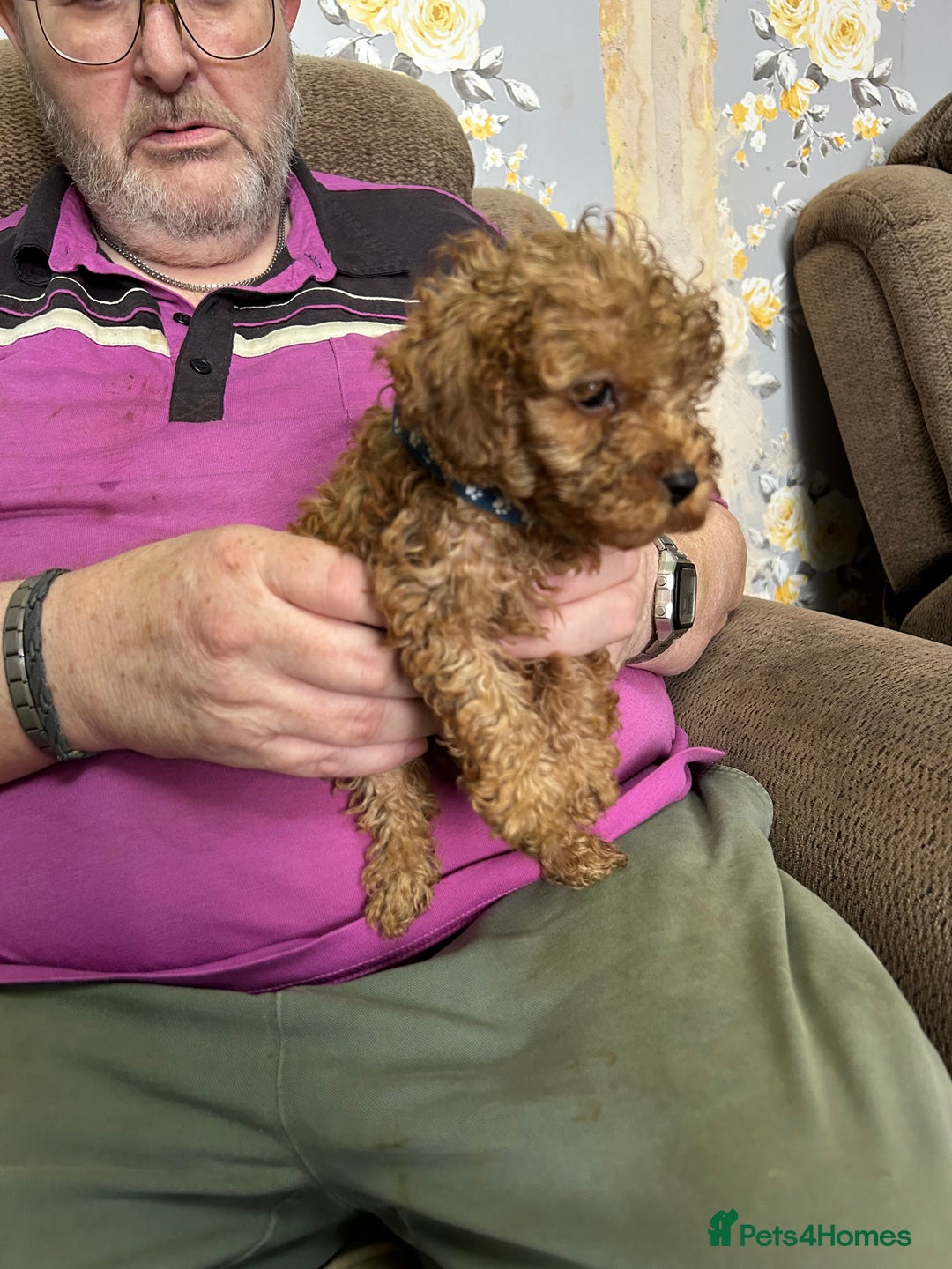 Toy Poodle dogs for sale: Red toy poodle - Image 7