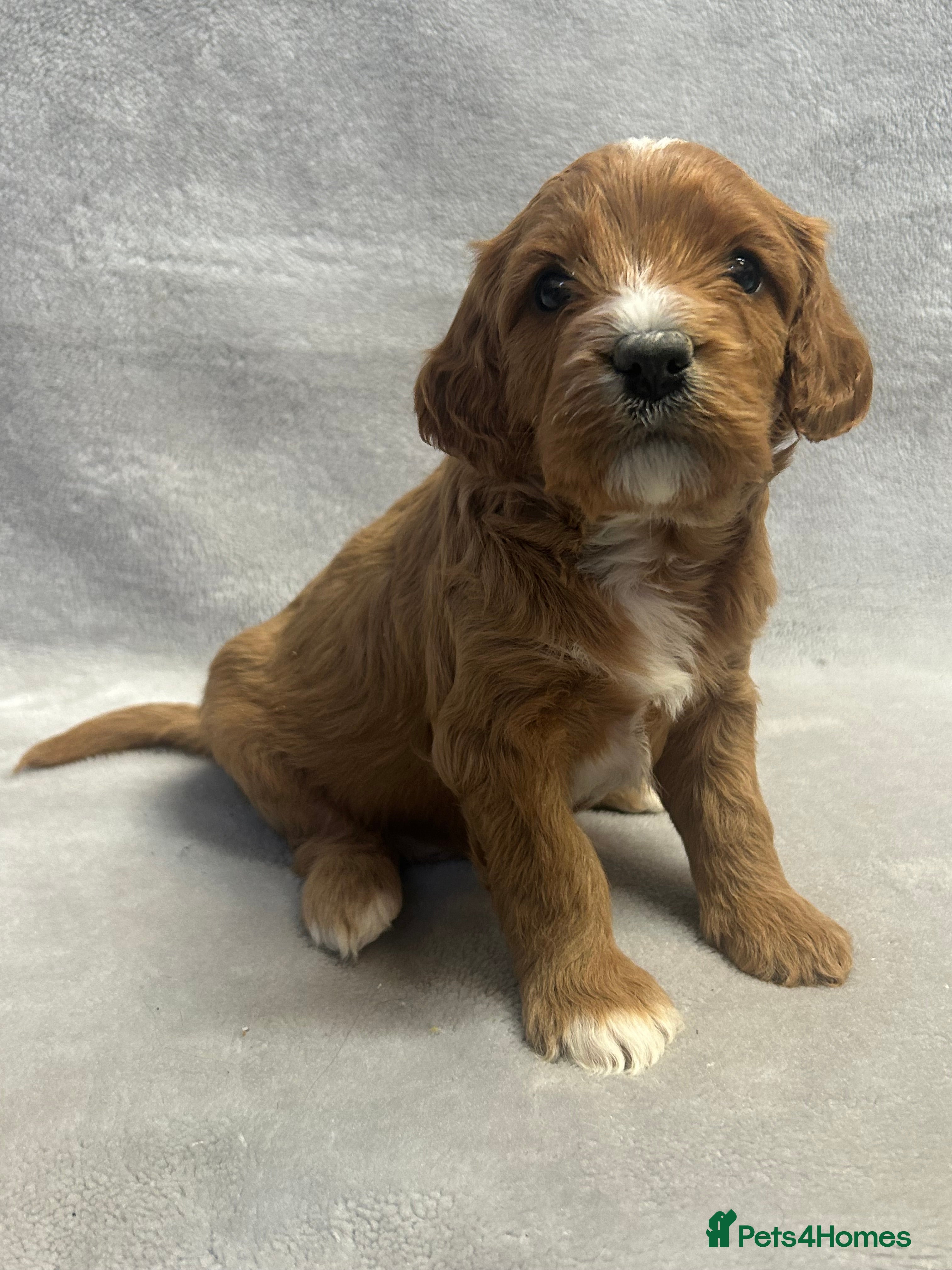 Cavapoochon dogs Gorgeous Cavapoochon Puppies 🐶  - Advert 1