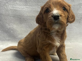 Cavapoochon dogs Gorgeous Cavapoochon Puppies 🐶 - Advert 1