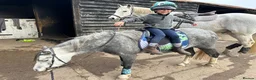 Welsh Section A horses for sale: Lead rein / First Ridden - Advert 5