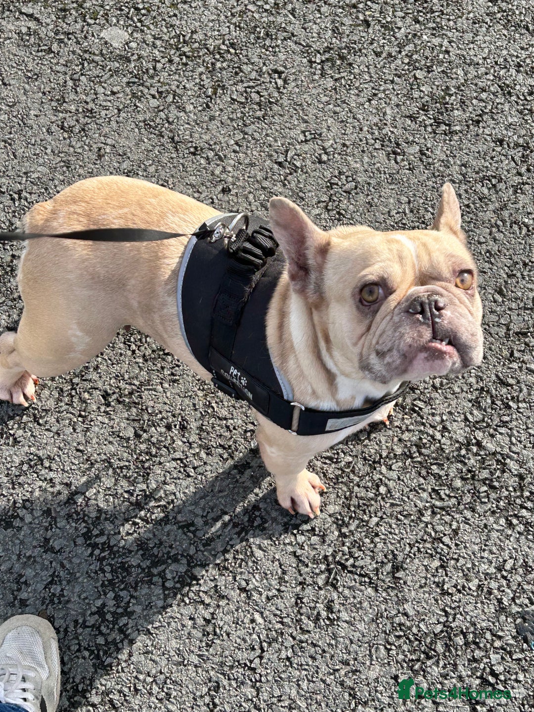 French Bulldog dogs for sale: Nala & daisy 4 1/2 & 6 1/2 yr old fem French’s  - Advert 8