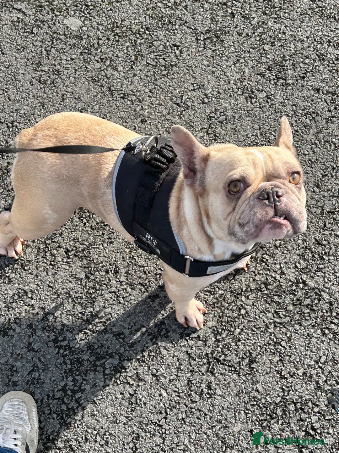 French Bulldog dogs for sale: daisy 6 1/2 yr old fem Frenchie - Advert 8
