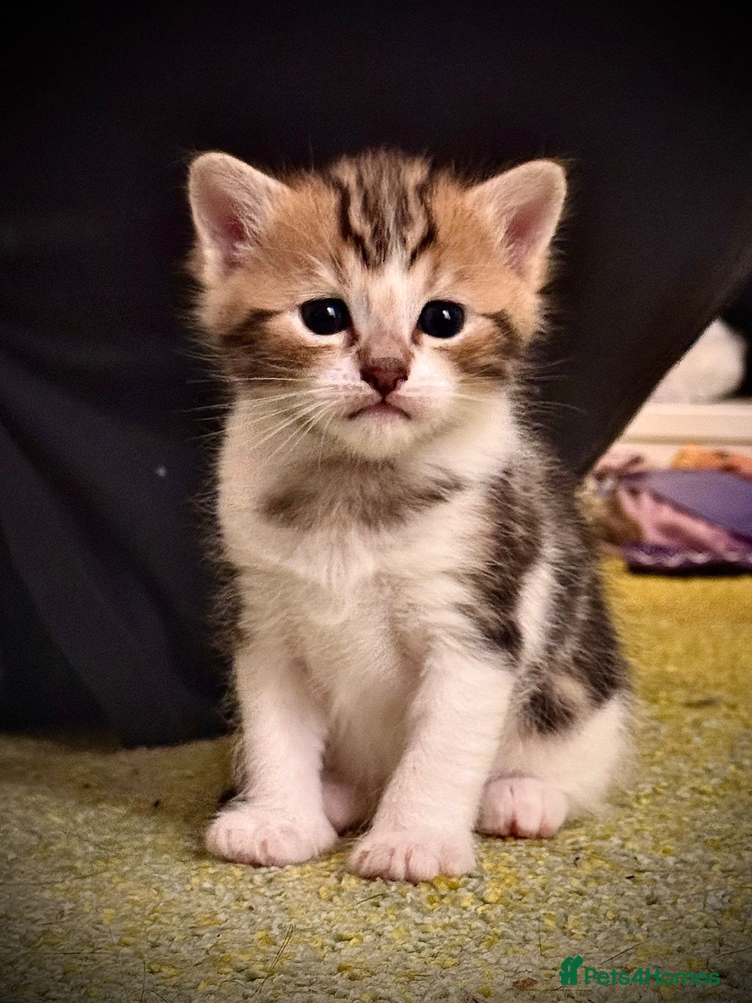 Ragdoll cats for sale: 🌟 Ragdoll x Bengal – Exquisite Baby Kittens 🌟 - Image 16