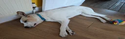 Mixed Breed dogs for adoption: 🌿 Meet Milo – Your Next Adventure Buddy! 🐾 - Advert 9