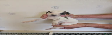 Whippet 14