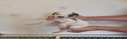 Whippet dogs for sale: Beautiful RKC Registered Puppies - Advert 34