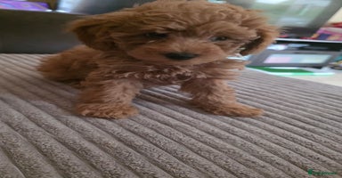 Maltipoo dogs - Advert 6