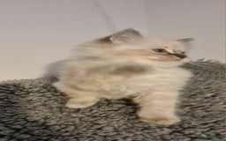 Ragdoll cats for sale: Ragdoll kitten Full Pedigree Beautiful Chunky Boys - Image 5