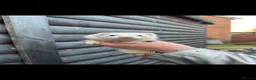 Ferret rodents for sale: NEEDS NEW Homes  - Advert 2
