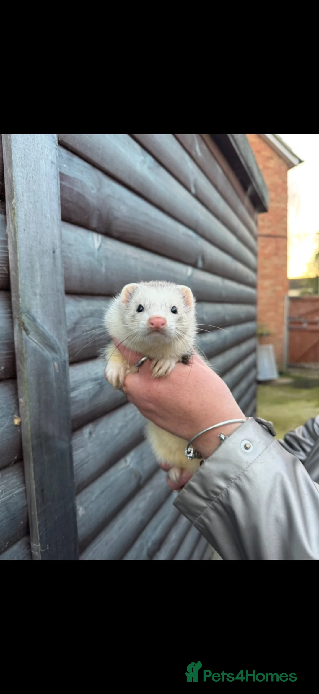 Ferret rodents for sale: NEEDS NEW Homes  - Advert 2