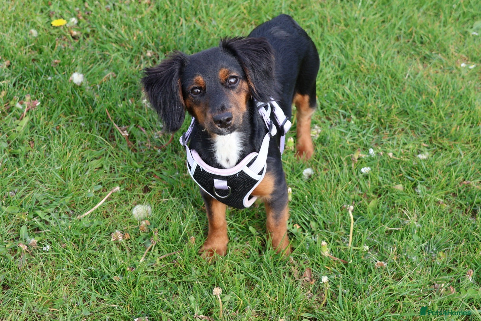 Mixed Breed dogs Poppy - Advert 1