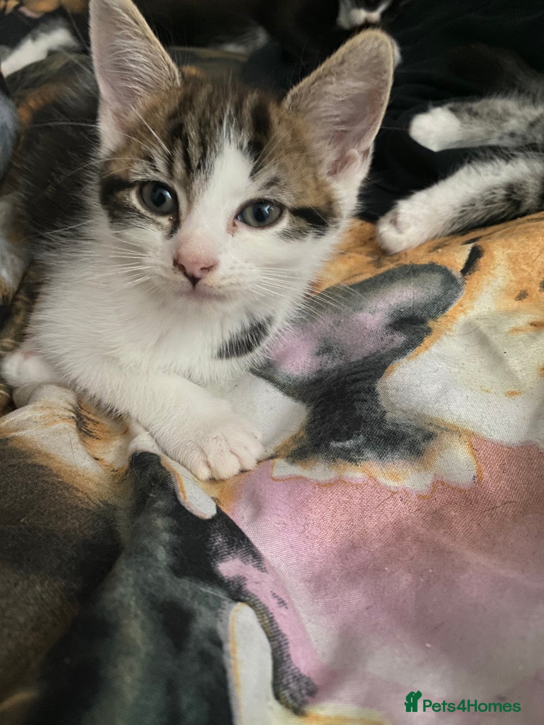 Mixed Breed cats for sale: 5 beautiful kittens are ready now  - Image 4