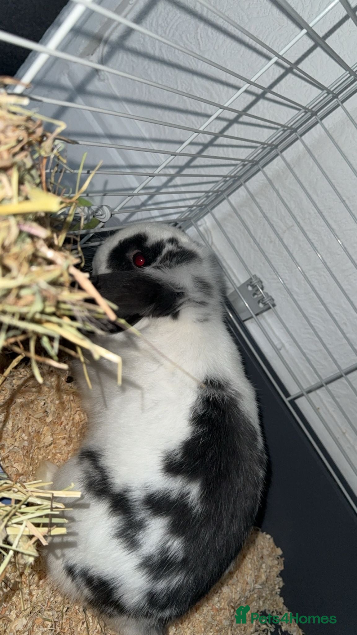 Mini Lop rabbits Beautiful Mini lop & cage in Hartlepool - Advert 11