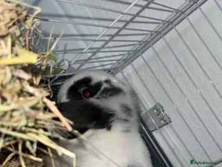 Mini Lop rabbits Beautiful Mini lop & cage in Hartlepool - Advert 11