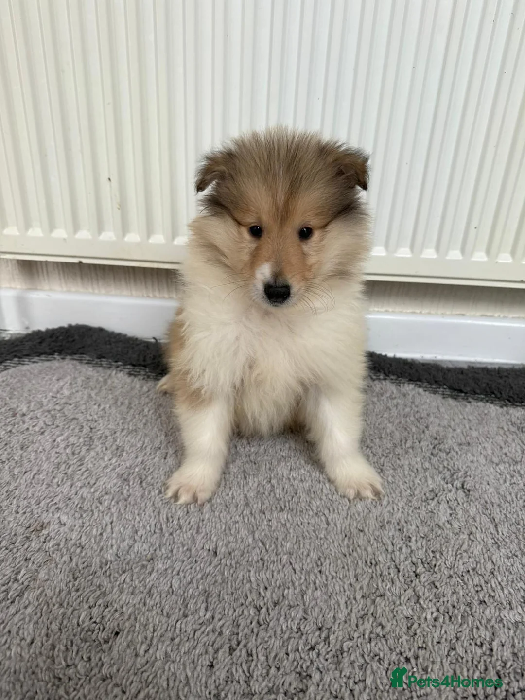 Rough Collie dogs for sale: Stunning rough collie puppies for sale  - Advert 6
