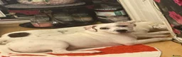 Staffordshire Bull Terrier dogs for sale: 10 month old staffie ghost  - Advert 1