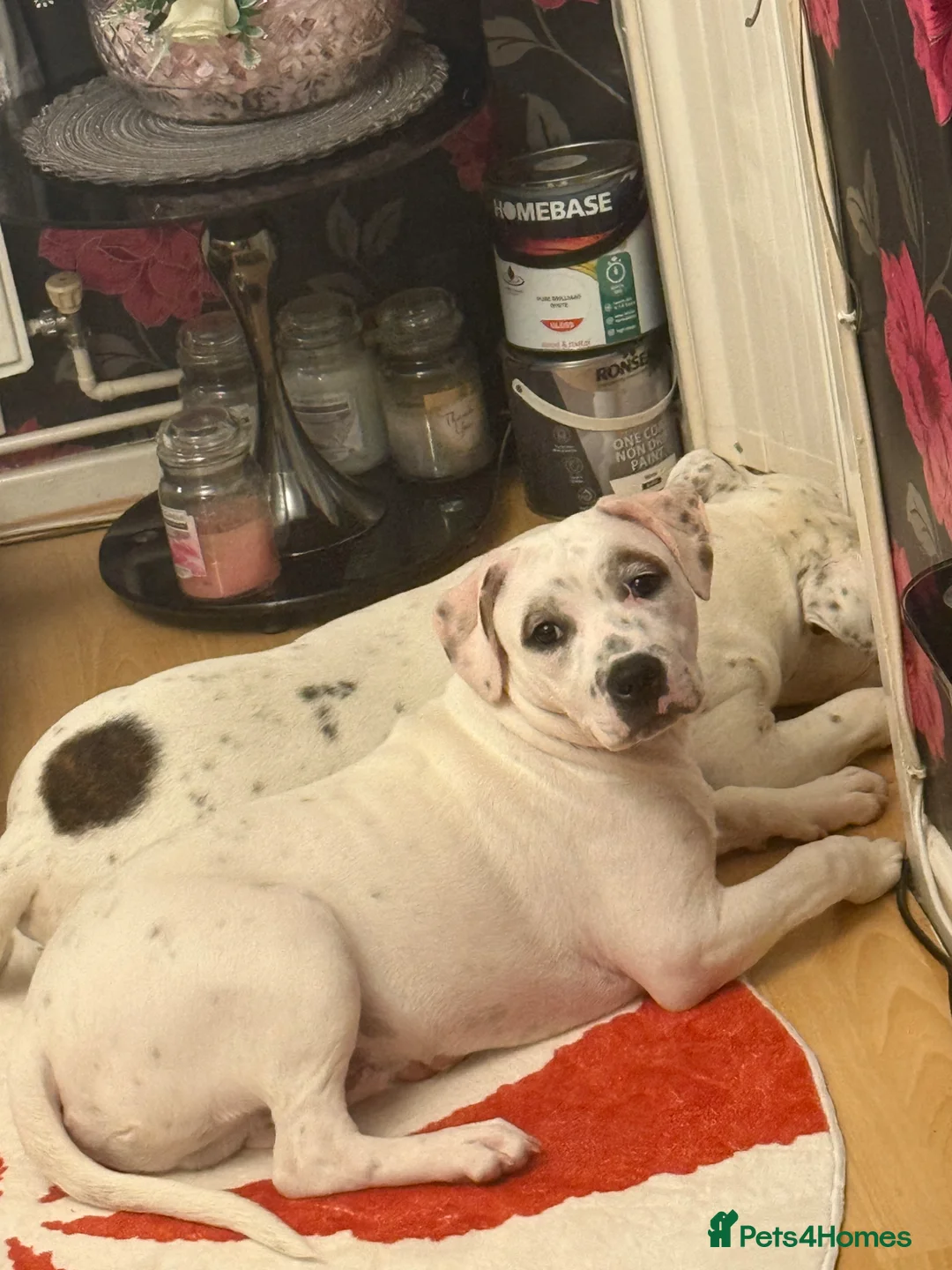 Staffordshire Bull Terrier dogs for sale: 10 month old staffie ghost  - Advert 1