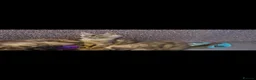 Maine Coon cats for sale: TICA Registered Maine Coon Kittens. - Advert 8