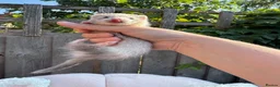 Ferret rodents for sale: Micro/whippet ferret kits  in Leicester - Advert 7