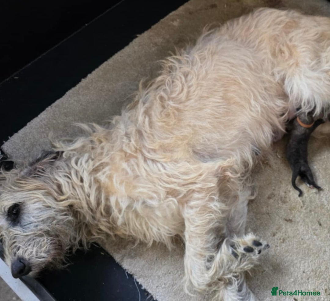 Irish Wolfhound dogs for sale: Bred From Extensively Health Tested Parents - Advert 22