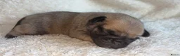 Pug dogs for sale: 🐾 Stunning Pug puppies 🐾 in Wigan - Advert 25