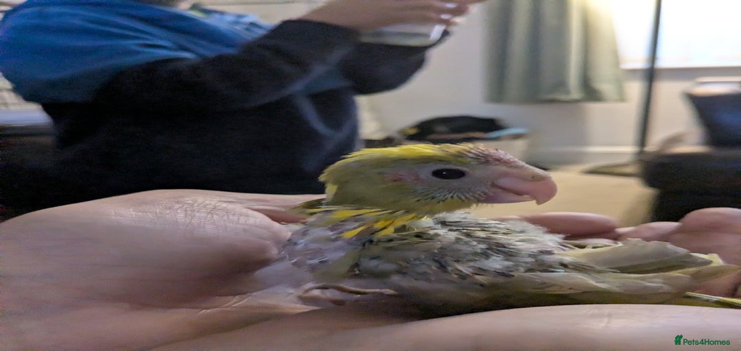 Gallery Image {{count}}