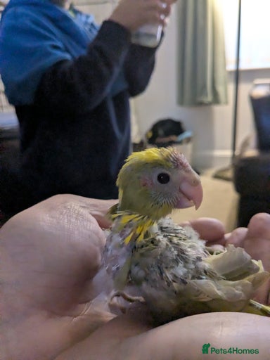 Gallery Image {{count}}