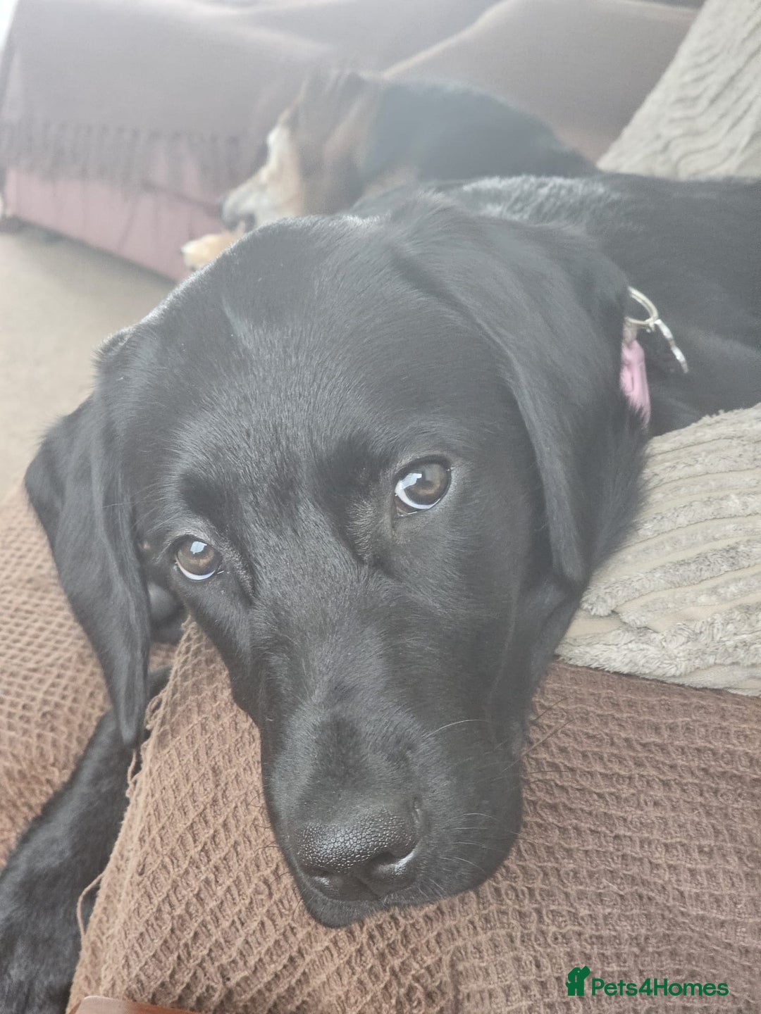 Labrador Retriever dogs for sale: Labrador girl for sale - Image 2
