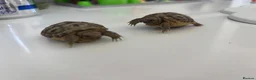 Tortoise reptiles for sale: Baby horsefield - Advert 2