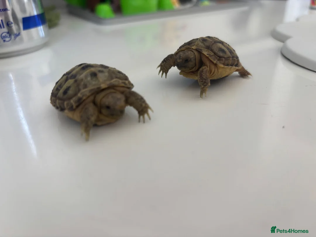 Tortoise reptiles for sale: Baby horsefield - Advert 2