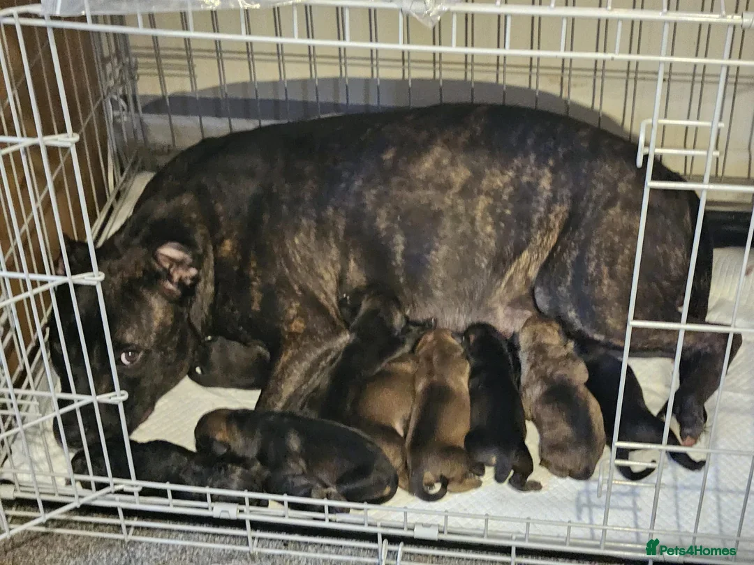 Mixed Breed dogs for sale: Rottweiler x Staffordshire bull terrior - Image 5