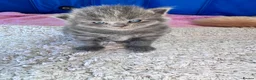 Maine Coon cats for sale: MAGICAL MAINE COON KITTENS - Advert 3