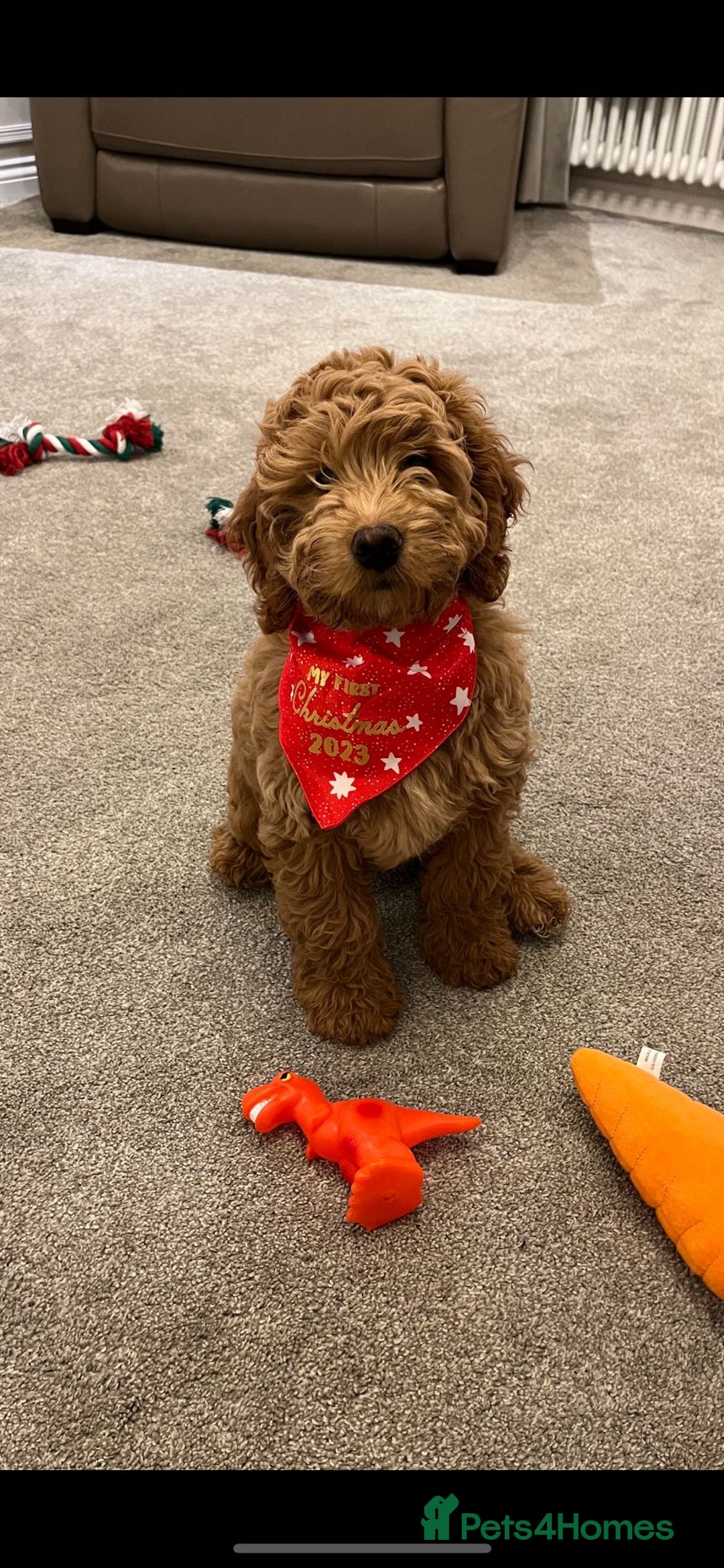 Cockapoo dogs for sale: Cockapoo F1 - Advert 7