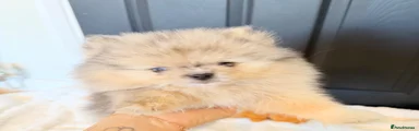 Pomeranian 1